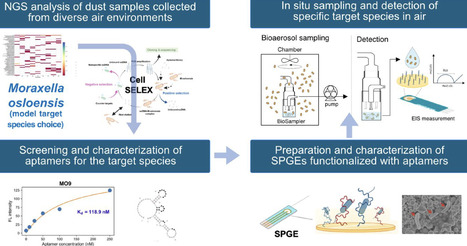 Electrochemical Aptasensing Platform for Culture-Free, Selective Detection of Airborne Bacterial Species | acs | RMH | Scoop.it