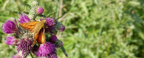 Grassland butterflies at shockingly low numbers - Nature Today | Biodiversité | Scoop.it