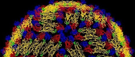 Dengue. C&rsquo;est asymptomatique que sa transmissibilit&eacute; potentielle est &agrave; son pic | EntomoNews | Scoop.it