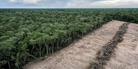 CLIMAT : la déforestation ralentit mais reste trop rapide, s’inquiète la FAO | CIHEAM Press Review | Scoop.it