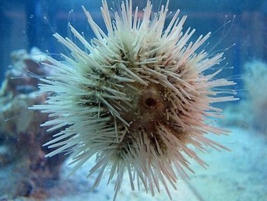 Fish Out of Water: Five Ocean Species We're Eating to Death | The Asian Food Gazette. | Scoop.it