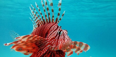 En Méditerranée, l’inquiétante invasion du poisson-lion, prédateur redoutable - The Conversation | GREENEYES | Scoop.it