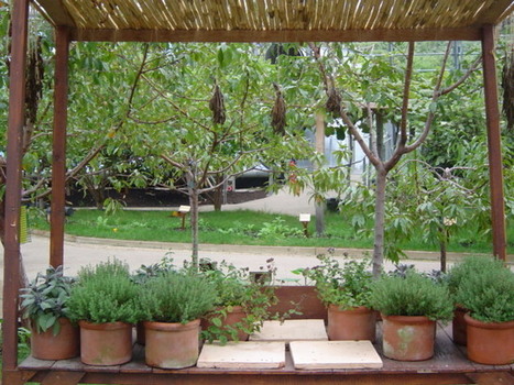 Dangerously in love with plants - Dangerous Women Project | Plant Biology Teaching Resources (Higher Education) | Scoop.it