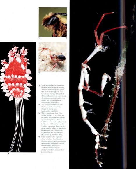 Des animaux absolument fascinants ! | Variétés entomologiques | Scoop.it