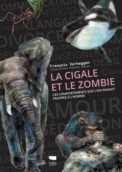 "La cigale et le zombie" : On pourra y découvrir que le rire, l’enseignement, la guerre, l'amour, l'adultère, le divorce, la politique... ne sont pas spécifiques aux comportements humains | EntomoScience | Scoop.it