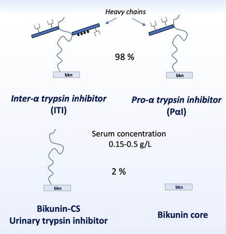 La bikunine : un « couteau-suisse » pour le dépistage des CDG | Life Sciences Université Paris-Saclay | Scoop.it
