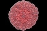 For the good of the colony - MIT News Office | Cooperation Theory & Practice | Scoop.it