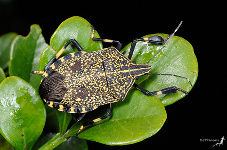 Catalogue des espèces envahissantes : Erthesina fullo (yellow-spotted stink bug) - CABI | Insect Archive | Scoop.it