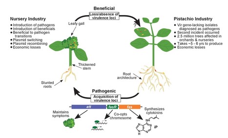 eLife: Evolutionary transitions between beneficial and phytopathogenic Rhodococcus challenge disease management (2018) | Plant Pathogenomics | Scoop.it