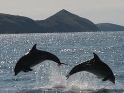 Cetaceans under siege as man-made perils blight the oceans | OUR OCEANS NEED US | Scoop.it