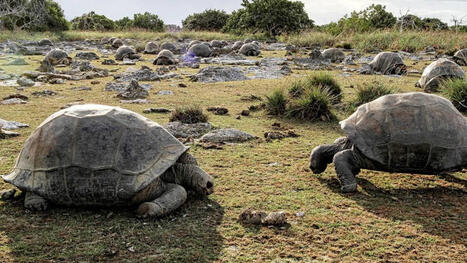 Cet atoll compte pr&egrave;s de 183 000 tortues g&eacute;antes, plus que d'habitants dans tout le pays : il en restait moins de 1 000 | Biodiversit&eacute; - @ZEHUB on Twitter | Scoop.it