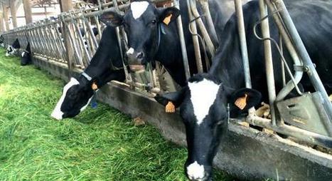 Roncq : parrainer une vache pour renforcer les liens entre ruraux et urbains | Lait de Normandie... et d'ailleurs | Scoop.it