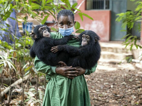 En Sierra Leone, un sanctuaire pour les chimpanzés menacé par l'alarmante déforestation | Biodiversité - @ZEHUB on Twitter | Scoop.it