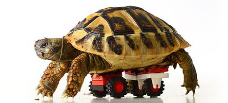 Clever Vet Used Lego To Make A Wheelchair For A Weakened Tortoise | 16s3d: Bestioles, opinions & pétitions | Scoop.it