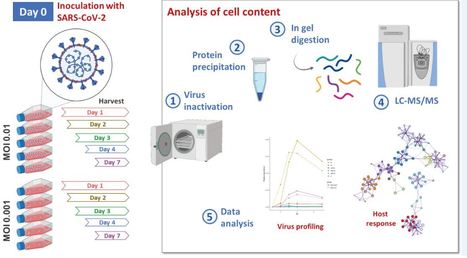 Analyse protéomique de cellules infectées par le virus SARS-CoV-2 | Life Sciences Université Paris-Saclay | Scoop.it