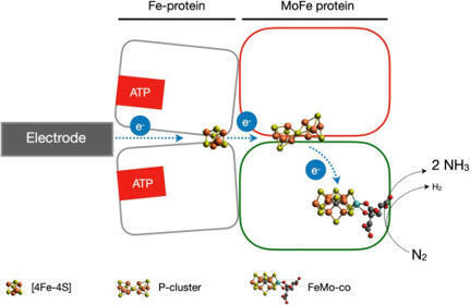 Electroenzymatic N2 reduction to ammonia by nitrogenase from Azotobacter vinelandii immobilized on low density graphite electrodes under direct electron transfer regime | Plant-Microbe Symbiosis | Scoop.it