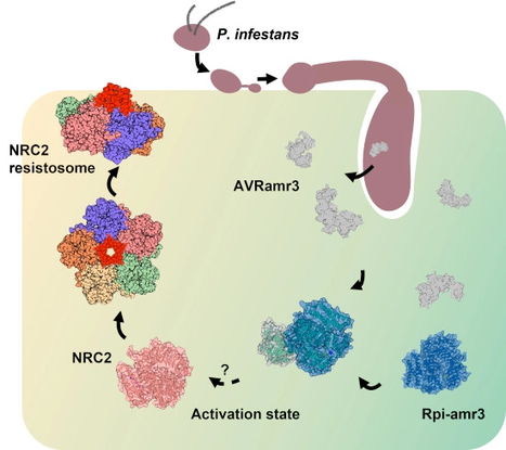 EMBO J: Effector-dependent activation and oligomerization of plant NRC class helper NLRs by sensor NLR immune receptors Rpi-amr3 and Rpi-amr1 (2023) | Publications | Scoop.it