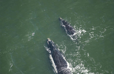 MA: NOAA Researches Encounter Over 160 Whales During Aerial Survey | by Matthew Tomlinson | CapeCod.com | @The Convergence of ICT, the Environment, Climate Change, EV Transportation & Distributed Renewable Energy | Scoop.it