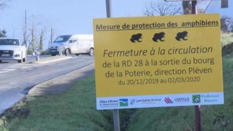 Bretagne : fermeture d'une route pour protéger les batraciens | Biodiversité | Scoop.it