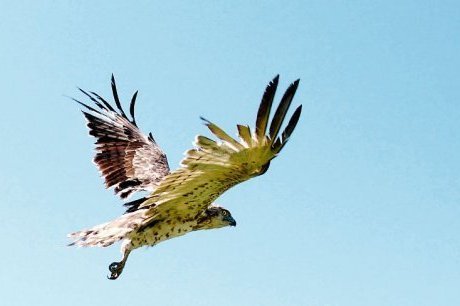 Une rapace d'une esp&egrave;ce rare sauv&eacute; in extremis | BABinfo Pays Basque | Scoop.it