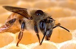 Disparition des abeilles: Bruxelles provoque la colère des fabricants d'insecticides | Essentiels et SuperFlus | Scoop.it