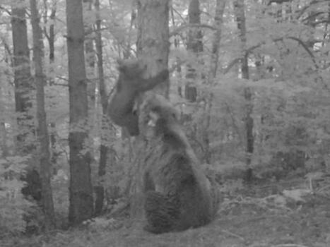 Vidéo. L’ourse Claverina filmée avec un ourson, première naissance dans les Pyrénées aragonaises depuis cinquante ans | BABinfo Pays Basque | Scoop.it