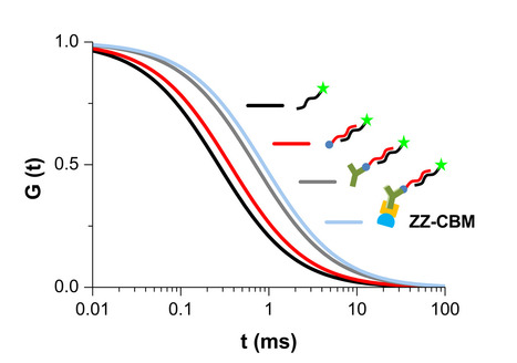 Fluorescence Correlation Spectroscopy of Protein:DNA Supramolecular Complexes | iBB | Scoop.it