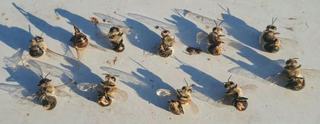 &Eacute;tranget&eacute; du vivant : l'&eacute;jaculation mortelle des faux bourdons | EntomoScience | Scoop.it