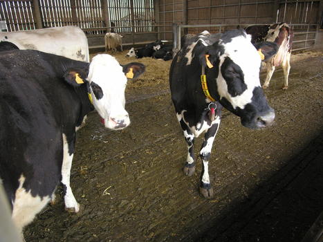 Holstein : des arguments pour le métissage | Lait de Normandie... et d'ailleurs | Scoop.it