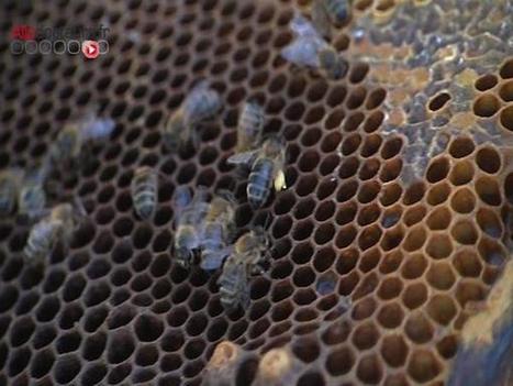 Apithérapie : le pollen d'abeille pour fortifier l'organisme | Variétés entomologiques | Scoop.it