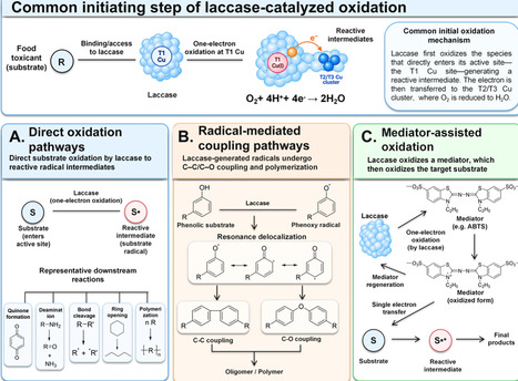 Laccase-Mediated Degradation of Food Toxic Substances: Mechanisms, Applications, and Regulation Strategies | acs | RMH | Scoop.it