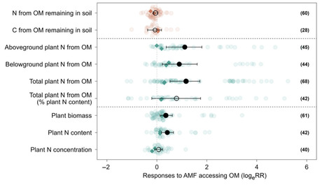 Arbuscular mycorrhizal fungi enhance nitrogen acquisition from, but not carbon loss of, organic matter in soil | Nphy | RMH | Scoop.it