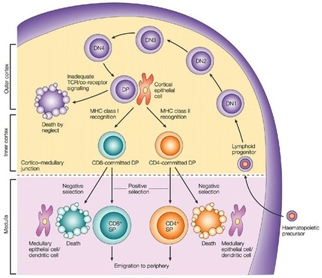 T Cell Markers and B Cell Markers | Immunology | Scoop.it