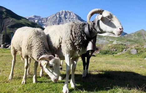 Faut-il vacciner les brebis pour sauver les isards ? | Vallées d'Aure & Louron - Pyrénées | Scoop.it