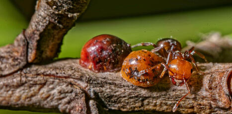 Dans le Var, la progression de la&nbsp;cochenille-tortue du pin menace les paysages&nbsp;m&eacute;diterran&eacute;ens | ECOLOGIE - ENVIRONNEMENT | Scoop.it