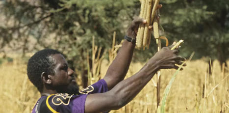 Réconcilier engrais minéraux et agroécologie, une piste pour nourrir les populations d’AFRIQUE de l’Ouest | CIHEAM Press Review | Scoop.it