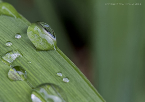 Using corner exits in garden photography - Thomas Stirr Photography | Mirrorless Cameras | Scoop.it