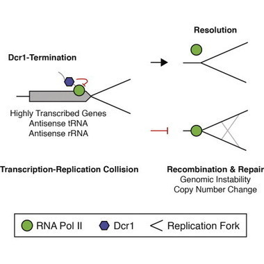 Dicer Promotes Transcription Termination at Sites of Replication Stress to Maintain Genome Stability - Cell | Bioscience News - GEG Tech top picks | Scoop.it