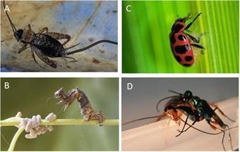 Contrôle de l'esprit  : Comment les parasites manipulent les fonctions cognitives de leur insecte hôte | EntomoNews | Scoop.it