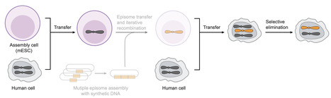 High-fidelity human chromosome transfer and elimination | sci | RMH | Scoop.it
