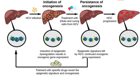 Hepatitis C virus leaves an epigenetic signature that remains after eradication of the virus with direct-acting antivirals | Virus World | Scoop.it