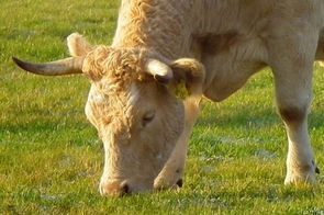 Deveille investit dans son abattoir et dans son atelier de d&eacute;coupe &agrave; Feurs (42) | La Gazette des abattoirs | Scoop.it