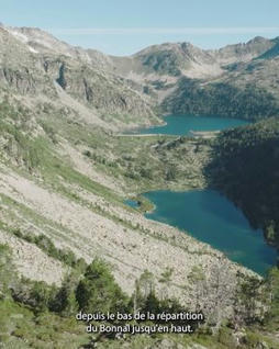 Parc national des Pyrénées : suivi du Lézard de Bonnal, espèce indicatrice du changement climatique | Biodiversité | Scoop.it