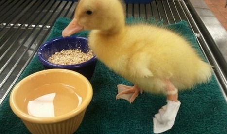 Un canard handicapé soigné avec une prothèse imprimée en 3D - Presse-citron | Veille sur les technologies d'impression 3D | Scoop.it