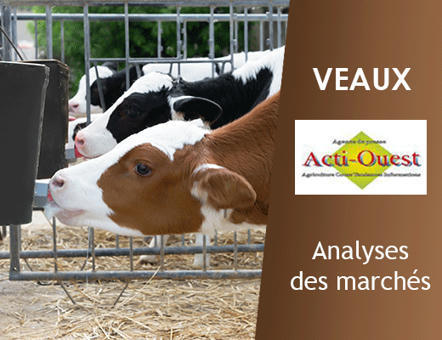 Veaux – Commerce plus régulier dans les laitiers. | Actualité Bétail | Scoop.it