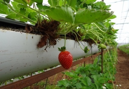 Cmo Cultivar Fresas En Hidropona