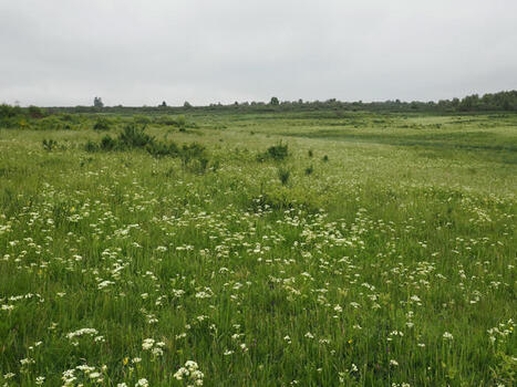 La g&eacute;nomique et d&rsquo;autres nouvelles approches pour une surveillance rentable de la biodiversit&eacute; - Commission europ&eacute;enne | Biodiversit&eacute; | Scoop.it