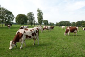 La vache Montbéliarde emportée par la génomique | Lait de Normandie... et d'ailleurs | Scoop.it