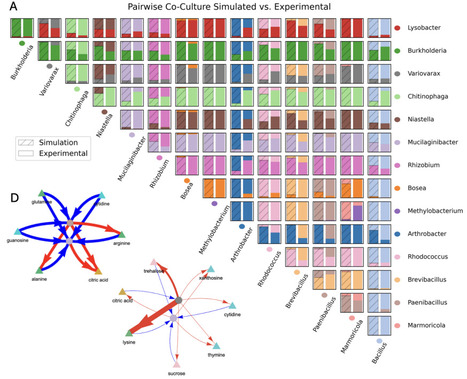 Metabolic blueprints of monocultures enable prediction and design of synthetic microbial consortia | brveco | RMH | Scoop.it