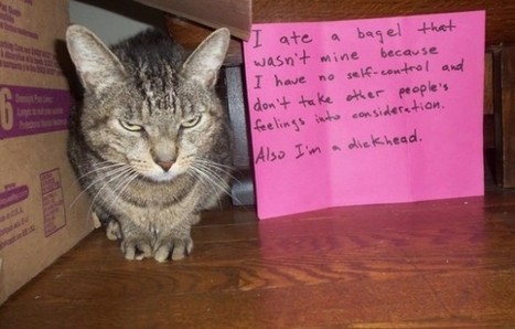 Le &ldquo;cat shaming&rdquo; ou comment afficher son chat sur internet | Trollface , meme et humour 2.0 | Scoop.it